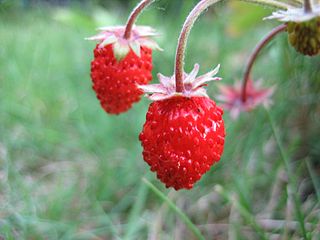 wild strawberries